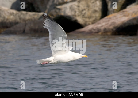 Herring Gull Larus argentatus Grand Marais Cook County Minnesota Stati Uniti 25 luglio adulto Foto Stock