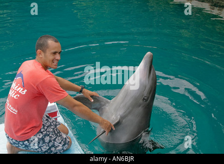 Trainer lavora con delfini di delfini del Pacifico. Qui il trainer il trainer lavora con delfino sul agitare le mani manovra Foto Stock