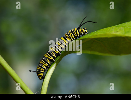 Farfalla monarca, Danaus plexippus, caterpillar su un milkweed, Asclepias sp., leaf Foto Stock
