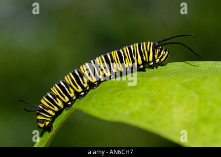 Farfalla monarca, Danaus plexippus, caterpillar su un milkweed, Asclepias sp., leaf Foto Stock