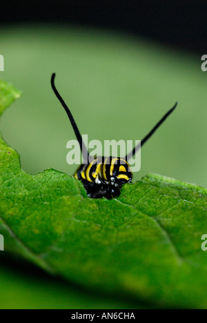 Monarch, Danaus plexippus, caterpillar mangiando un milkweed, Asclepias sp., leaf Foto Stock