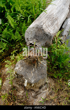 Albero abbattuto masticati da beaver, Castor canadensis Foto Stock