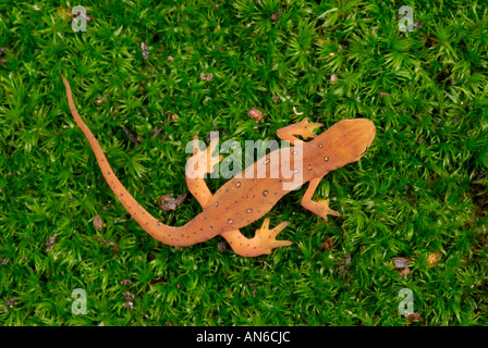 Orientale (o 'red-spotted') newt Notophthalmus viridescens capretti in rosso eft stage Foto Stock