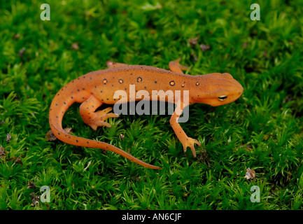 Orientale (o 'red-spotted') newt Notophthalmus viridescens capretti in rosso eft stage Foto Stock