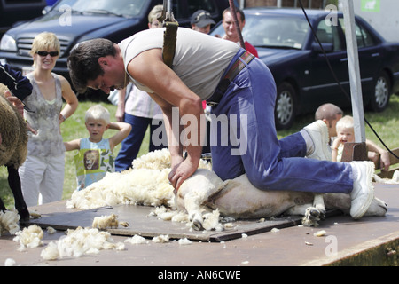 L'uomo tranciatura di una pecora mentre strapped in un cablaggio da cui egli è appeso - lato vista del paesaggio in ginocchio Foto Stock