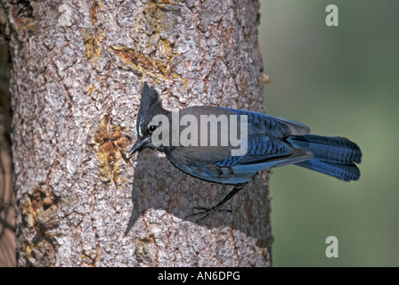 Steller Jay Cyanocitta stelleri fiume nero Alpine Arizona Stati Uniti giugno adulto Corvidae Foto Stock