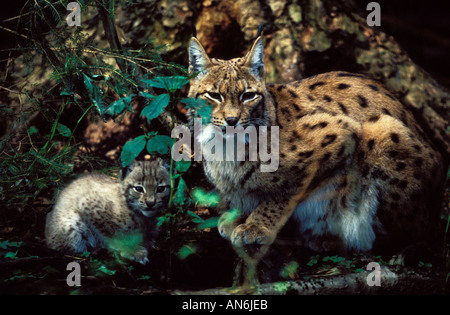 Lince europea Felis pardina madre cub Finlandia Foto Stock