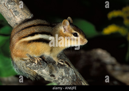 Scoiattolo striado orientale Tamias striatus Canada Foto Stock