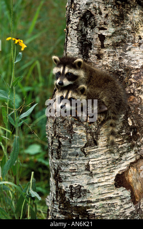 Racoon Procione lotor giovani cubs in argento betulla moncone Minnesota USA Foto Stock