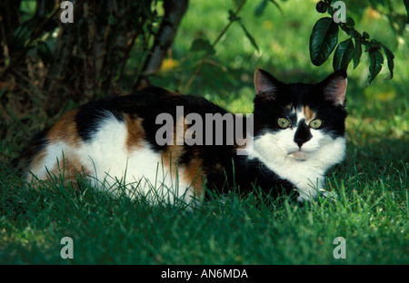 Tartaruga e Gatto Bianco seduti in giardino Regno Unito Foto Stock