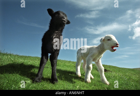 Neonato agnelli uno nero uno bianco su "South Downs" "Parco Nazionale" Foto Stock