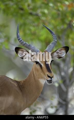 Di fronte nero Impala Aepycerus melampus petersi Close up della testa Foto Stock