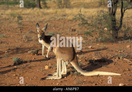 Canguro rosso Macropus rufus maschio di Alice Springs Australia Foto Stock