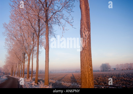 Aurora risplende su di una linea di rimed alberi lungo una strada in Zuid-Beveland, Provincia di Zeeland, Olanda Foto Stock