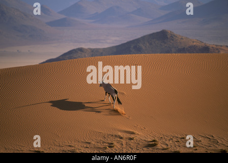 Gemsbok Oryx gazella dune nel deserto del Namib Foto Stock