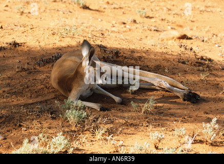 Canguro rosso Macropus rufus maschio di riposo in ombra Alice Springs Australia Foto Stock