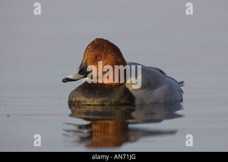 Voce maschile Pochard Aythya ferina Welney, Norfolk, Inghilterra, Regno Unito Foto Stock