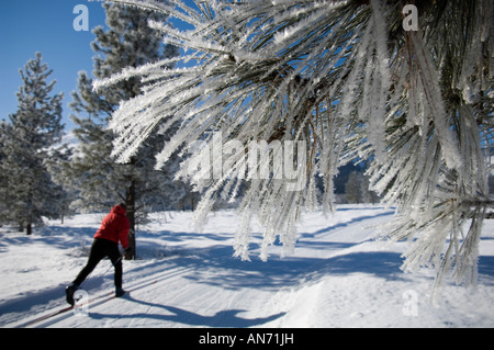 In scenic Methow Valley vicino a Washington Wintrop sciatori godere di una varietà di inverno nordico opportunità di praticare sport. Foto Stock