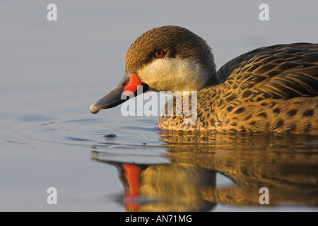 White cheeked Pintail Anas bahamensis Welney Norfolk Inghilterra, Regno Unito Foto Stock