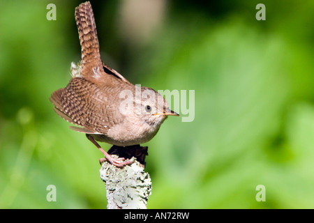 Casa Wren Troglodytes aedon Minneapolis Minnesota Stati Uniti possono Troglodytidae adulti Foto Stock