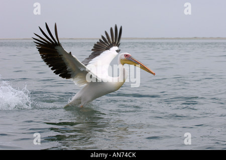 Great White pelican Pelecanus onocrotalus adulto tenendo fuori dall'acqua Walvis Bay Namibia Novembre Foto Stock