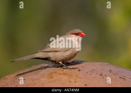 Waxbill comune Estrilda astrild adulto bevendo al giardino fontana acqua Walvis Bay Namibia Novembre Foto Stock