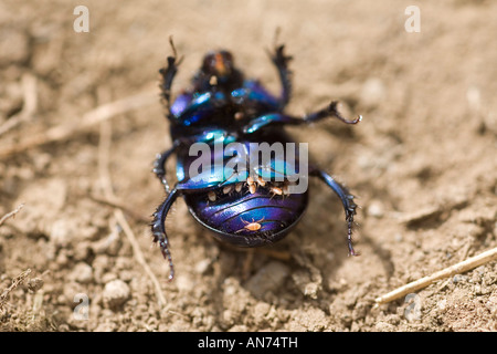 Phoretic acari ((Poecilochirus carabi)) su un Dung Beetle (Geotrupes stercorarius). Acariens phorétiques sur onu retourné bousier Foto Stock