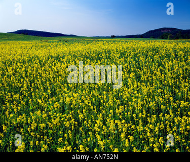 Campo giallo di semi di colza e di ravizzone, tra Durell 8 Macedonia, Bradford County, Pennsylvania, STATI UNITI D'AMERICA Foto Stock