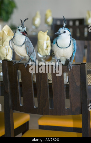 Bianco-throated Magpie-Jays (Calocitta formosa) Tame, Sala Da Pranzo, Sugar Beach Hotel, Nicoya peninsula, Guanacaste in Costa Rica Foto Stock