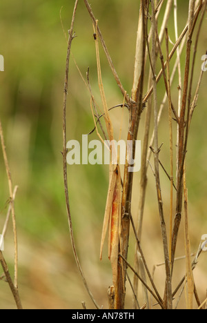 Rosa fasmide alato o stick insetto, Sipyloidea sipyus Foto Stock