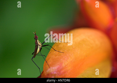 Un piccolo giallo e nero insetto camminare sopra un grande fiore di arancia bud Foto Stock