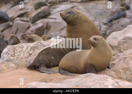 Capo pelliccia sigillo Arctocephalus pusillus adulto maschio e femmina a Cape Cross Namibia Novembre Foto Stock