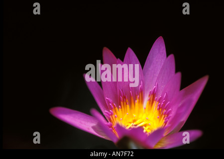 Fiori, giglio di acqua Foto Stock