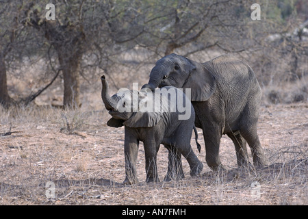 Desert adapted African elephant Loxodonta africana calves playing in Huab river valley Damaraland Namibia November Foto Stock