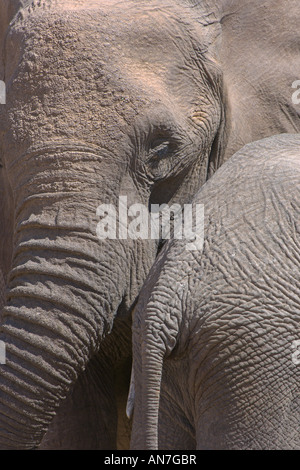 Close up di deserto adattato agli elefanti africani Loxodonta africana in Huab river valley Damaraland Namibia Novembre Foto Stock