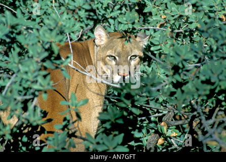 Mountain Lion Felis concolor Arizona Sonora Desert Museum Tucson in Arizona Stati Uniti Foto Stock