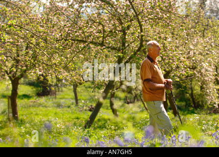 Un pensionato di uomo in una comunità ORCHARD GLOUCESTERSHIRE England Regno Unito con i meli in piena fioritura Foto Stock