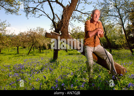 Un pensionato di uomo in una comunità ORCHARD GLOUCESTERSHIRE England Regno Unito con i meli in piena fioritura Foto Stock