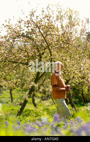 Un pensionato di uomo in una comunità ORCHARD GLOUCESTERSHIRE England Regno Unito con i meli in piena fioritura Foto Stock