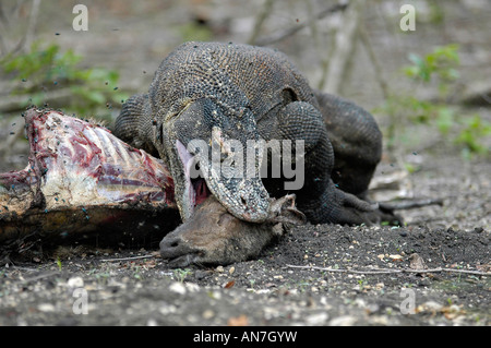 Un drago di Komodo di mangiare la testa di un cervo morto, nel Parco Nazionale di Komodo, Indonesia Foto Stock