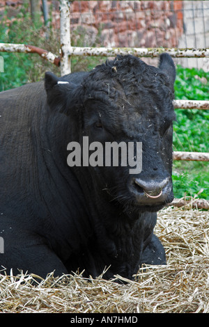 Aberdeen Angus bull 'Mandarin'. Bull utilizzati nella parata di Londra per la Regina madre il centesimo compleanno di celebrazioni. Somerset. Foto Stock