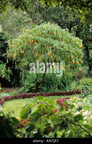 Angelo rosso la tromba (brugmansia sanguinea) Foto Stock