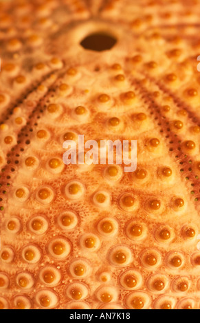 Dettagli su ricci di mare Shell Foto Stock