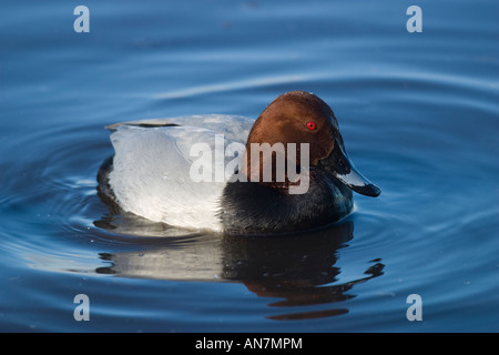 Maschio Pochard comune (Aythya ferina) nuoto su acqua Foto Stock