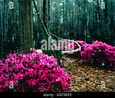 Molla e un clima caldo e portare i colori brillanti di Cypress Gardens Vicino a Charleston in Carolina del Sud Foto Stock
