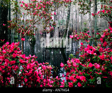 Cipressi e fioritura azalee sono gli aspetti salienti di una visita a Cypress Gardens Vicino a Charleston in Carolina del Sud Foto Stock