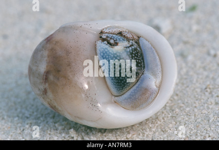 Terra paguri (variabilis spec.), Maldive Foto Stock