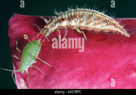 Verde perlato lacewing (Chrysopa perla), larva alimentare un greenfly, Belgio Foto Stock