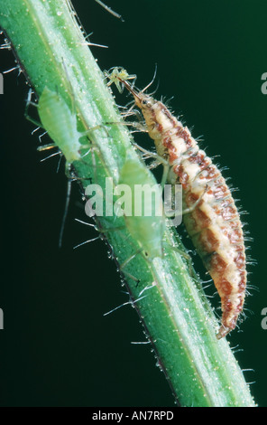 Verde perlato lacewing (Chrysopa perla), larva alimentare un greenfly, Belgio Foto Stock