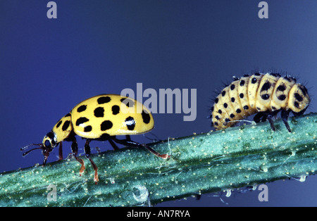 Twentytwo-spot ladybird beetle (Thea vigintiduopunctata), imago e larva, Belgio Foto Stock